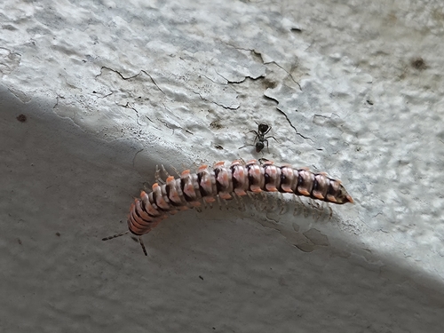 Antheromorpha uncinata