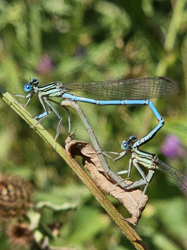 Blue Featherleg
