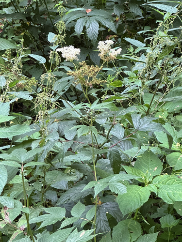Meadowsweet
