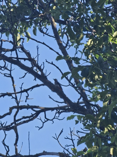 Great Spotted Woodpecker