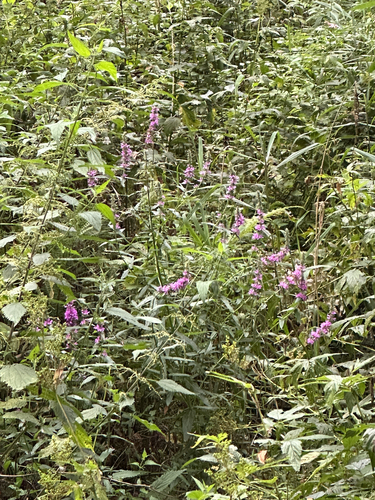 purple loosestrife