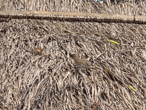 Scaly-breasted Munia