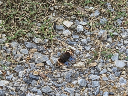Blue Pansy