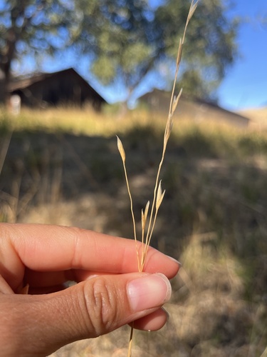 iNaturalist observation photo of grasses