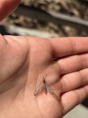 iNaturalist observation photo of Trichotipula