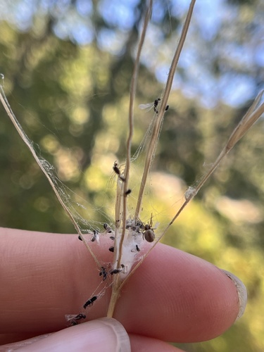iNaturalist observation photo of Bowl-and-doily Spider