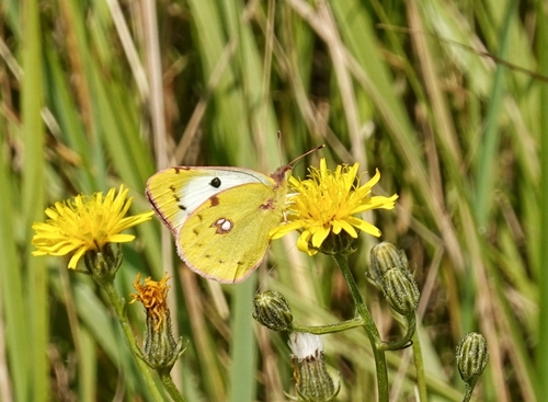Pale Clouded Yellow