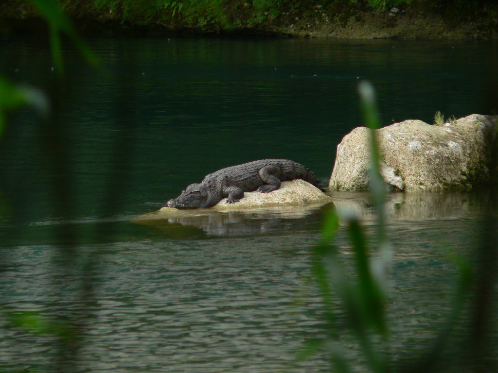 Cocodrilo Filipino (Crocodylus mindorensis) · iNaturalist Ecuador