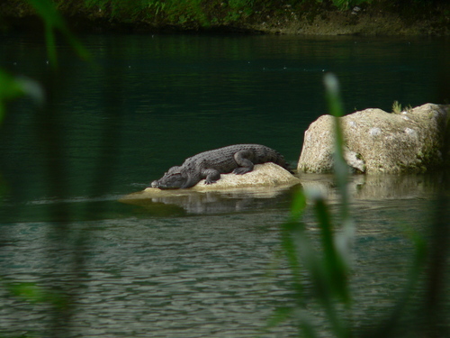 Reptiles of the Philippines's Check List · iNaturalist.org