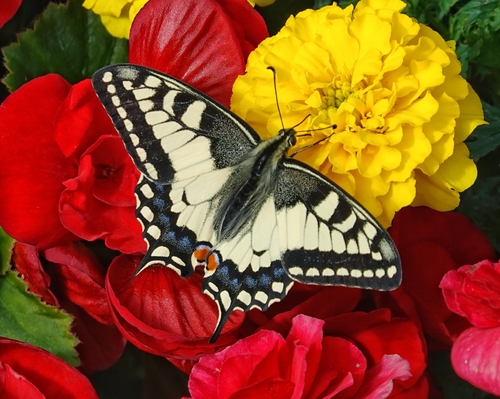 Old World Swallowtail