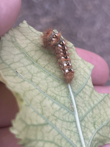 Knot Grass Moth