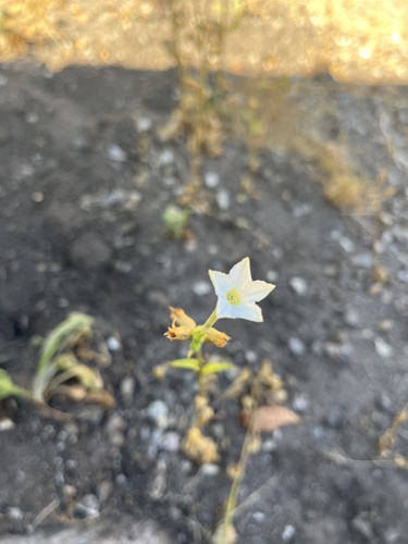 iNaturalist observation photo of Coyote Tobacco