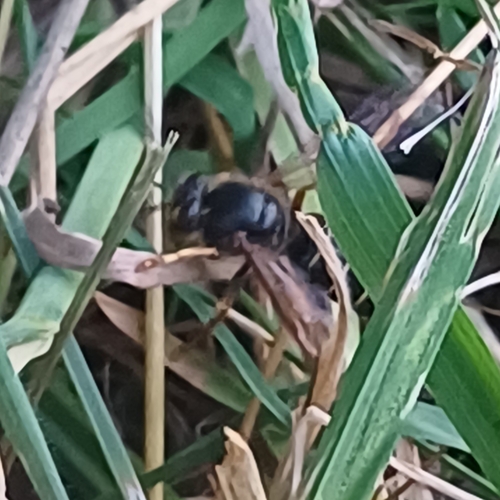 Median Wasp