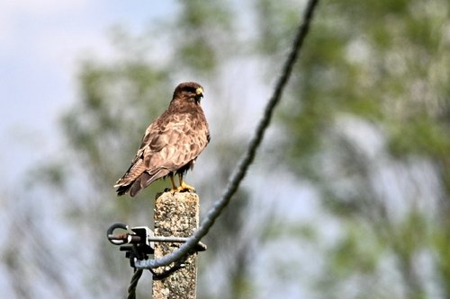 Western Common Buzzard
