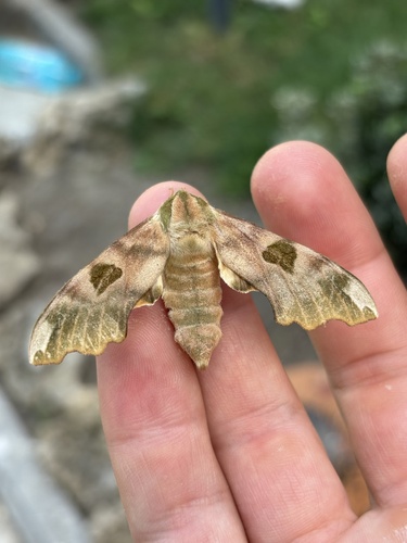 Lime Hawkmoth