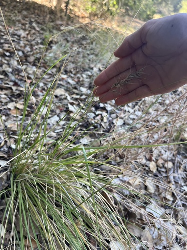 iNaturalist observation photo of Pooideae