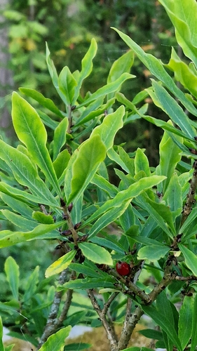 Mezereon
