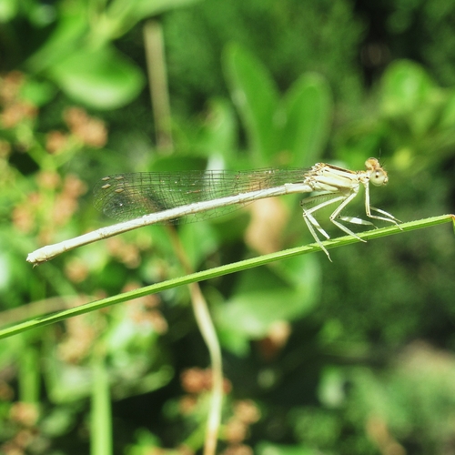 White Featherleg