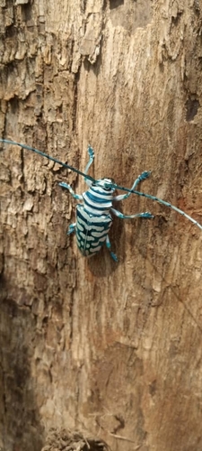 Sternotomis bohemani bohndorffi