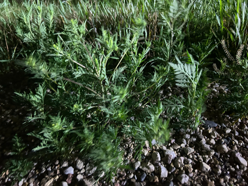 common ragweed