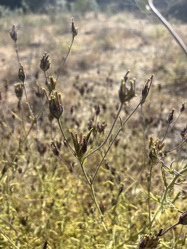 iNaturalist observation photo of Stiffbranch Bird's Beak