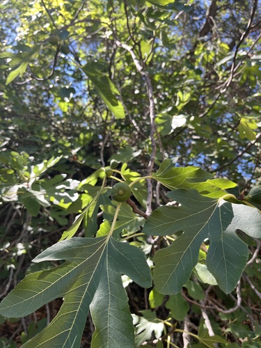 iNaturalist observation photo of Figs