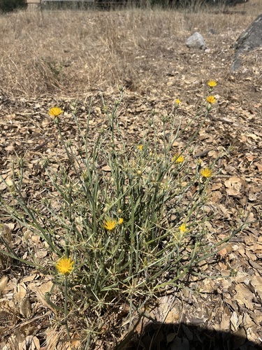 iNaturalist observation photo of Yellow Star-Thistle