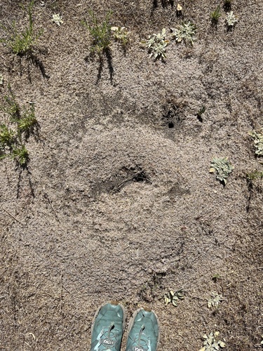 iNaturalist observation photo of Carpenter Ants, Typical Sugar Ants and Allies