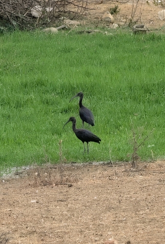 Glossy Ibis