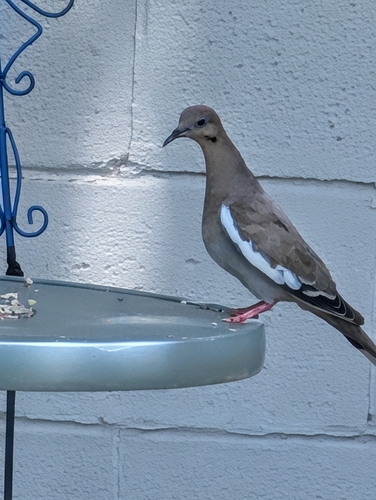 White-winged Dove