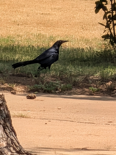 Great-tailed Grackle