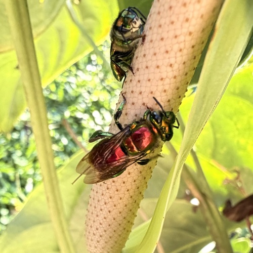 Flame-tailed Orchid Bee