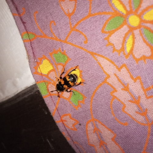 Vespillo Burying Beetle