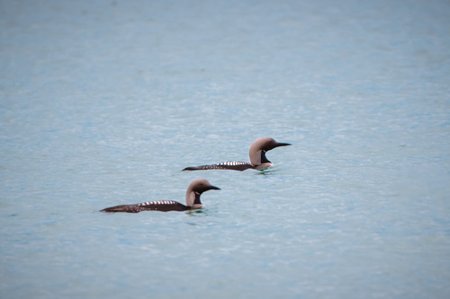 Arctic Loon