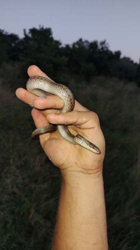 Smooth Snake