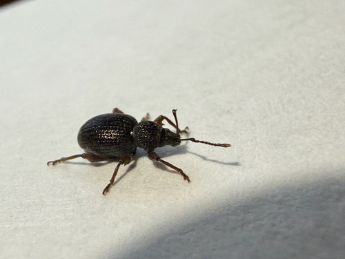 Strawberry Root Weevil
