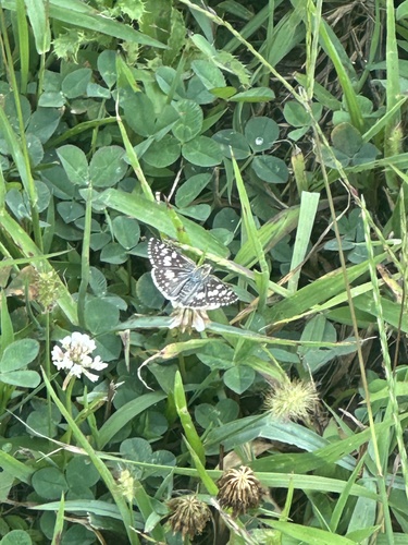 Common Checkered-Skipper
