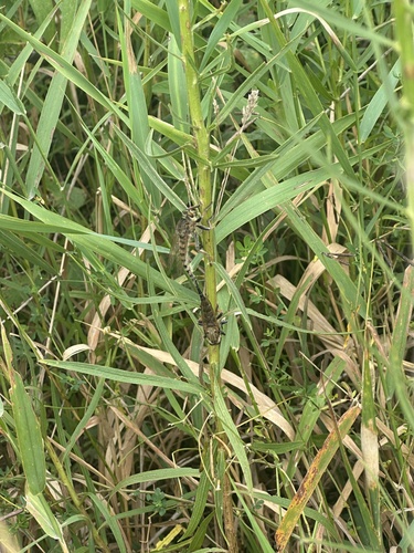 Spot-tailed Lion Fly