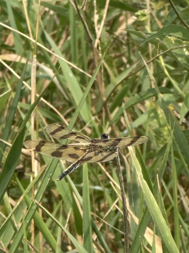 Halloween Pennant