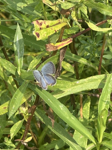Eastern Tailed-Blue
