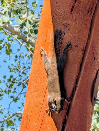 American Red Squirrel