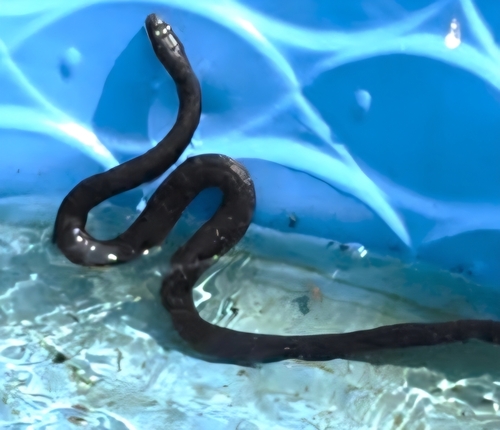 Western Ratsnake