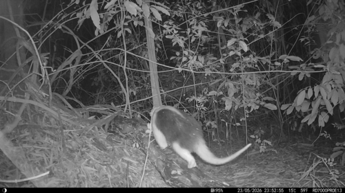 Southern Tamandua