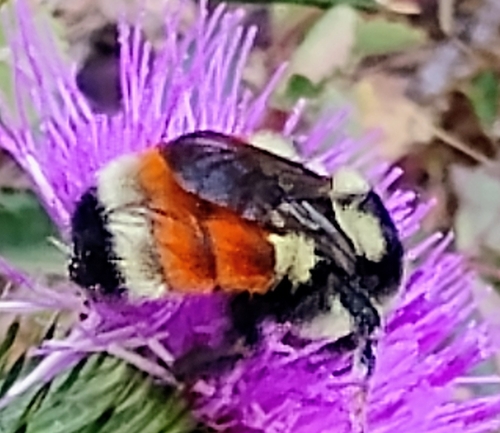 Tricolored Bumble Bee