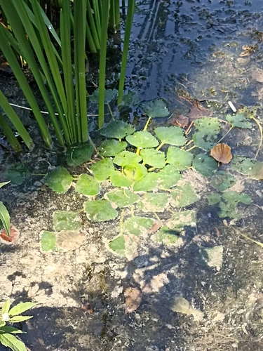 Water caltrop