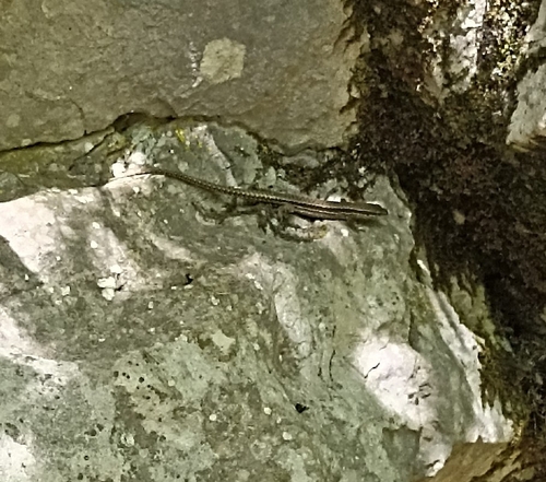 Common Wall Lizard