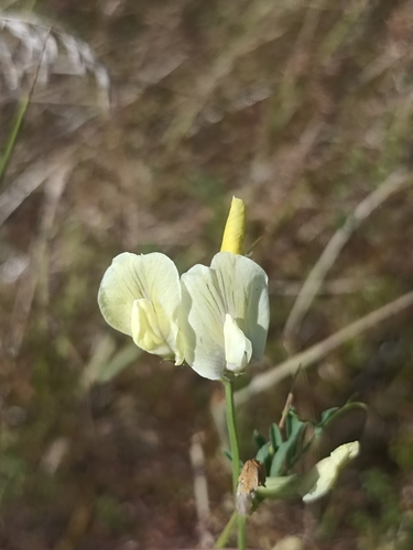 Large yellow vetch