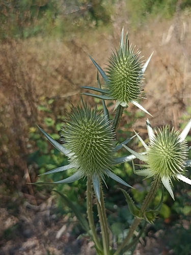 cutleaf teasel
