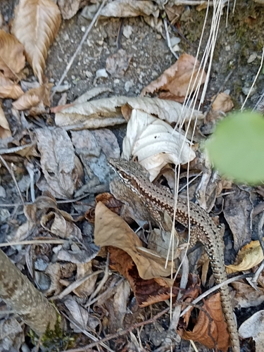 Common Wall Lizard
