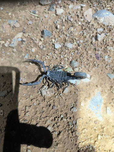Hottentotta gentili